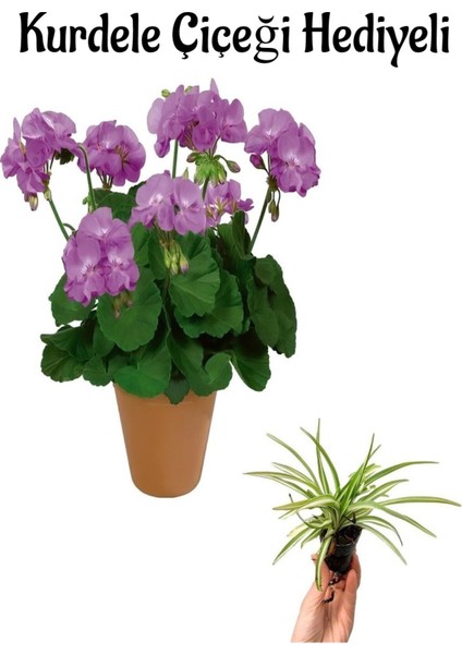 Mor Renk Sardunya Çiçeği Sevgililer Gününe Özel Kurdele Çiçeği Hediyeli