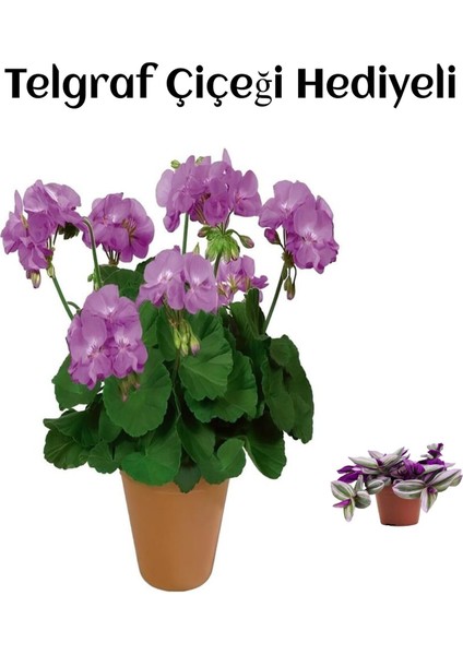 Hediyelik Mor Renk Sardunya Fidanı Sevgililer Gününe Özel Telgraf Hediyeli