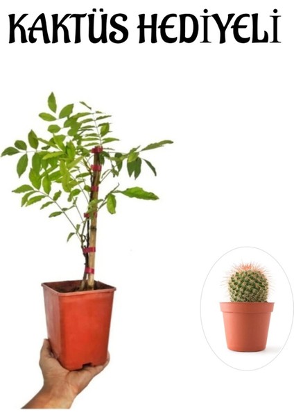 Mor Salkım Ağacı Fidanı Sevgililer Gününe Özel Kaktüs Hediyeli