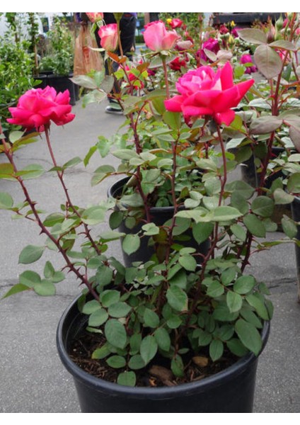 Videolu Yediveren Kokulu Pembe Renkli (20 40 Cm)2 Adet Aşılı Gül Pink Rose modelleri