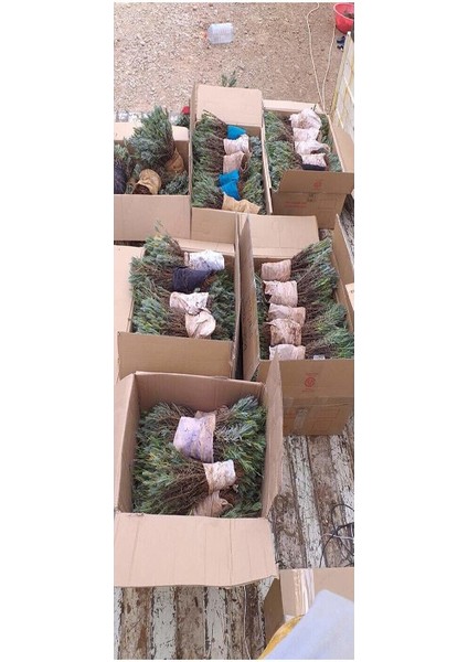 10 Adet Açık Köklü Angustifolia Lavanta Fidanı Fidesi modelleri