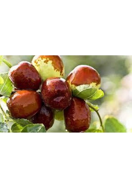 Hünnap Fidanı ( Iri Meyveli Tüplü ) 70- 90 cm Bol Verimli