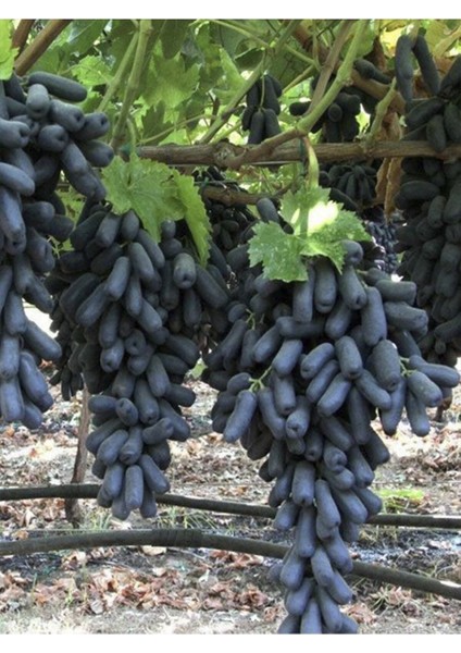 Videolu Parmak Aşılı Üzüm Siyah Renkli (40 60 Cm)1 Adet Dış Mekan Bitkisi Blackcurrant