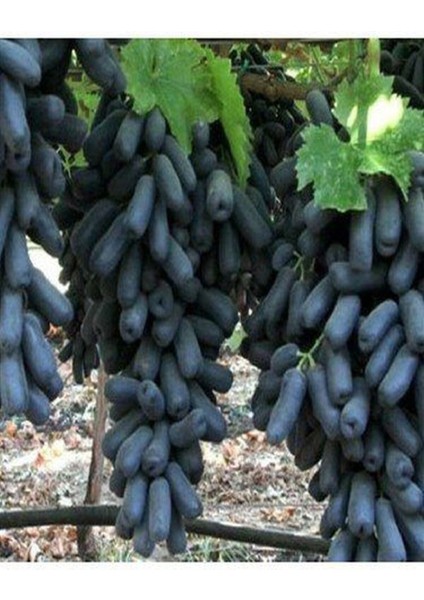 Videolu Parmak Aşılı Üzüm Siyah Renkli (40 60 Cm)1 Adet Dış Mekan Bitkisi Blackcurrant fiyatları