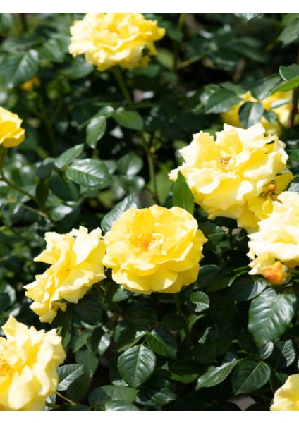 Videolu Sarı Sarmaşık Gül Fidanı Kokulu (90 140 Cm)1 Adet Tüplü Aşılı Gül Yellow Rose fırsatları