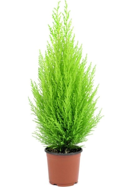 Limon Kokulu Limoni Servi Cupressus Ev Ofis Salon Çamı 30-40 cm