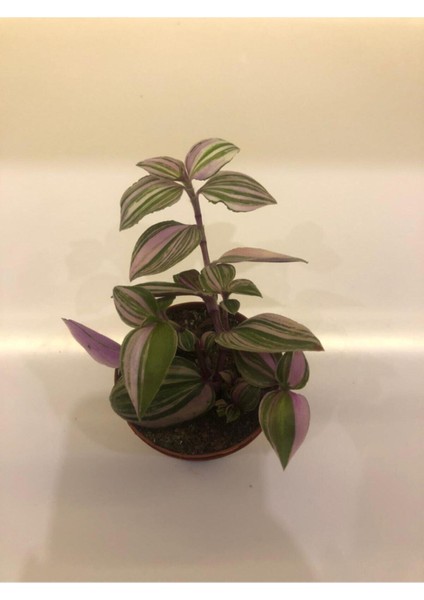 Telgraf Çiçeği Tradescantia Nanouk fiyatları