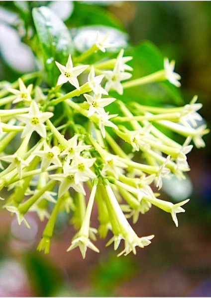 Melisa Fidanı Saksılı 40 50 cm