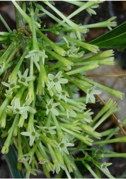 Melisa Fidanı Saksılı 40 50 cm fiyatları