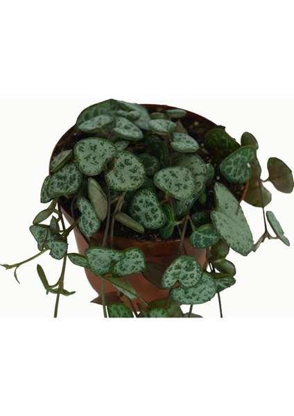 Kalp Kalbe Karşı Çiçeği Ceropegia Woodii fiyatları