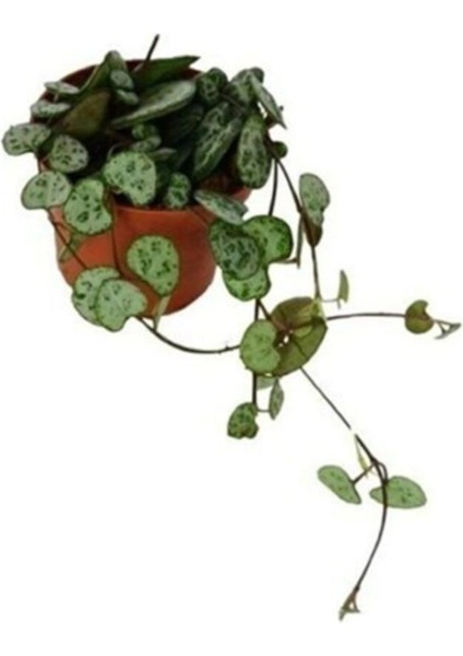 Kalp Kalbe Karşı Çiçeği Ceropegia Woodii modelleri