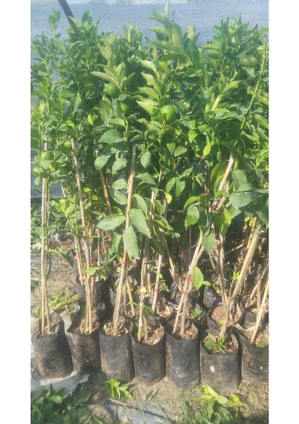 3 Yaşlı Yediveren Limon Fidanı modelleri