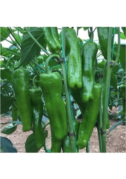 Meşhur Üç Burun Mazamort Biber Tohumu 25 Adet Tohum fiyatları