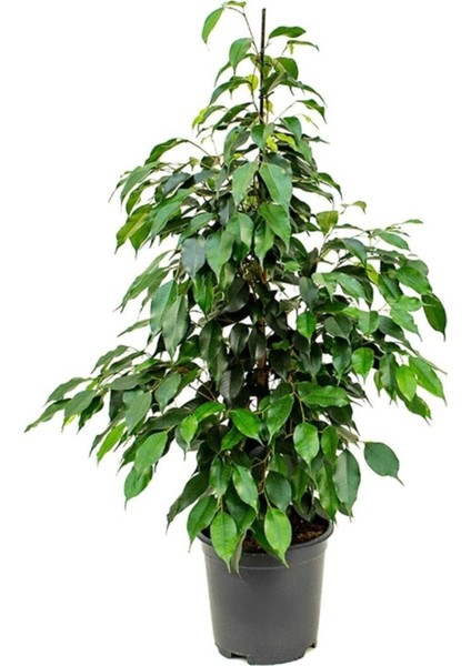 Benjamin Bitkisi 120 130 cm Ficus Benjamina Danielle Salon Bitkisi Ofis Bitkisi Ev Bitkisi
