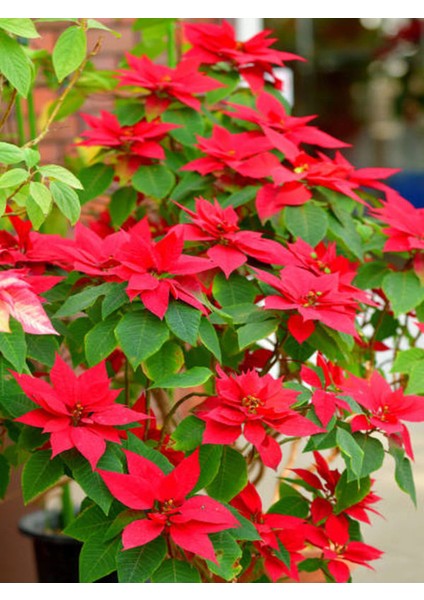 Videolu 1 Adet Sevgililer Gününe Özel Atatürk Çiçeği 30-40CM Saksılı Dikenler Tacı Hediye Poinsettia modelleri