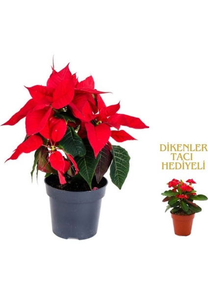 Videolu 1 Adet Sevgililer Gününe Özel Atatürk Çiçeği 30-40CM Saksılı Dikenler Tacı Hediye Poinsettia