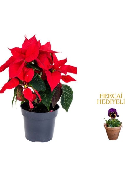 Videolu 1 Adet Sevgililer Gününe Özel Atatürk Çiçeği 20-30 cm Saksılı Hercai Hediyeli Poinsettia