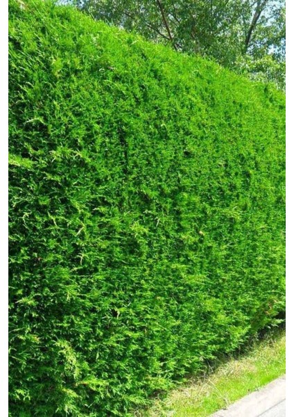Videolu Leylandi Çit Çamı (20-40 Cm) 2 Adet Tüplü Dış Mekan Bitkisi Cupressocyparis Leylandii