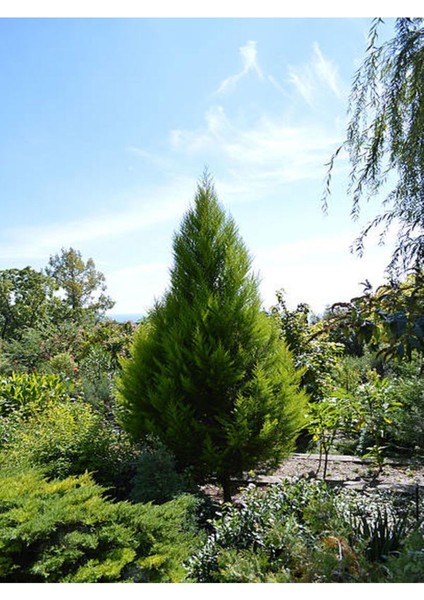 Videolu Leylandi Fidanı (40 60 Cm)1 Adet Tüplü Dış Mekan Bitkisi Cupressocyparis Leylandii
