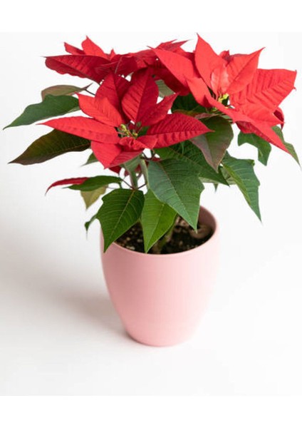 Videolu Atatürk Çiçeği (25 40 Cm)1 Adet Saksılı Hediyelik Canlı Çiçek Poinsettia
