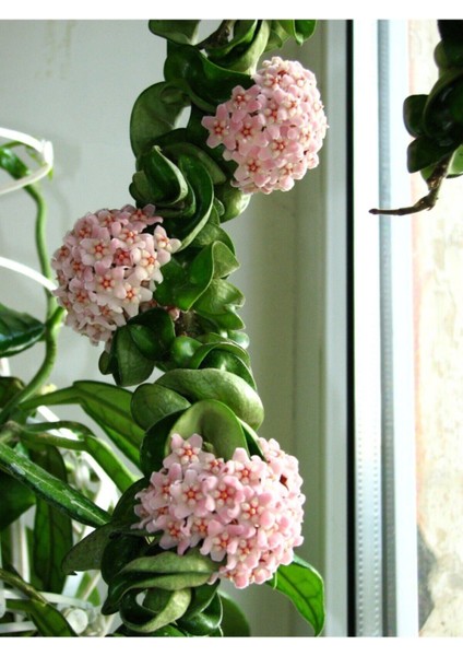 Mum Çiçeği Hoya / Pembe 10 -15CM Gübre ve Çiçek Tohumu Hediyeli fiyatları