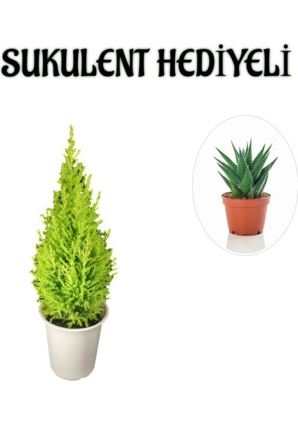 Limon Kokulu Salon Limon Çamı Sevgililer Gününe Özel Sukulent Hediyeli