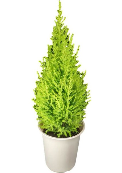 Limon Kokulu Salon Limon Çamı Sevgililer Gününe Özel Sukulent Hediyeli fiyatları