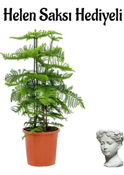 Ince Yapraklı Yeşil Salon Çamı Sevgililer Gününe Özel Helen Saksı Hediyeli