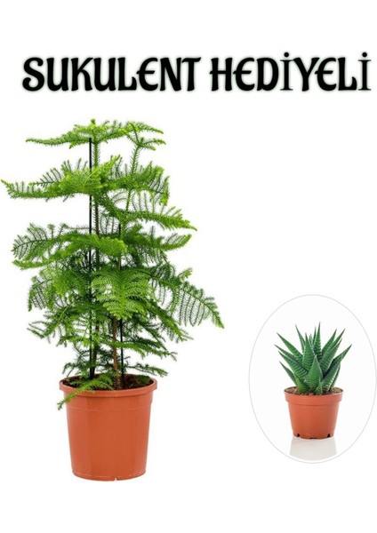 Ince Yapraklı Salon Çamı Sevgililer Gününe Özel Sukulent Hediyeli