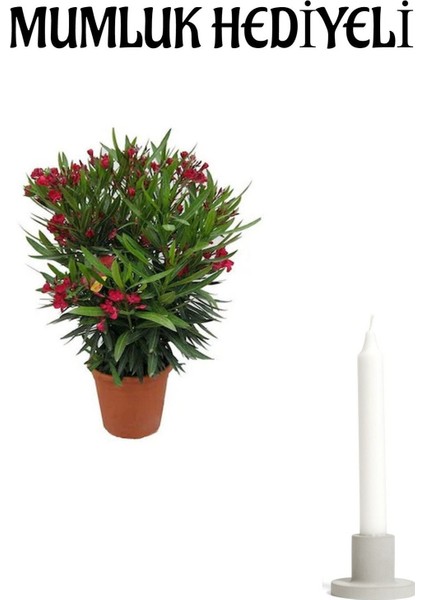 Kırmızı Renk Bodur Zakkum Fidanı Sevgilier Gününe Özel Mumluk Hediyeli