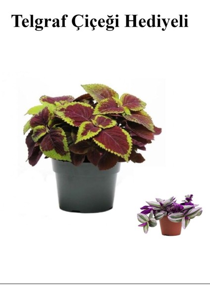 Renkli Yapraklı Yaprak-Cam Güzeli Sevgililer Gününe Özel Telgraf Hediyeli