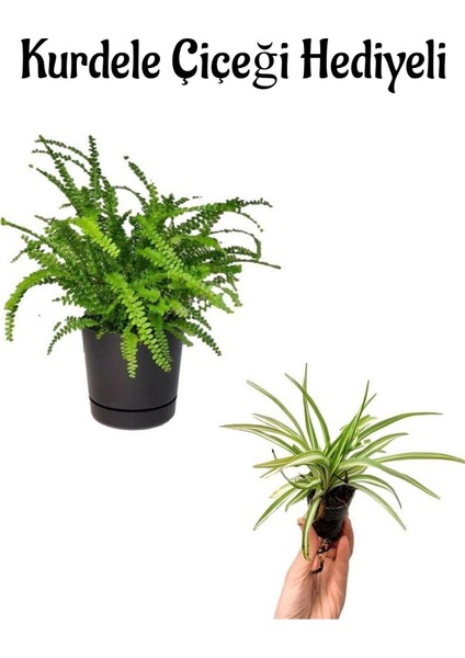 Sevgililer Günü Hediyeli Aşk Merdiveni Bitkisi Kurdele Çiçeği Hediyeli Salon Bitkisi