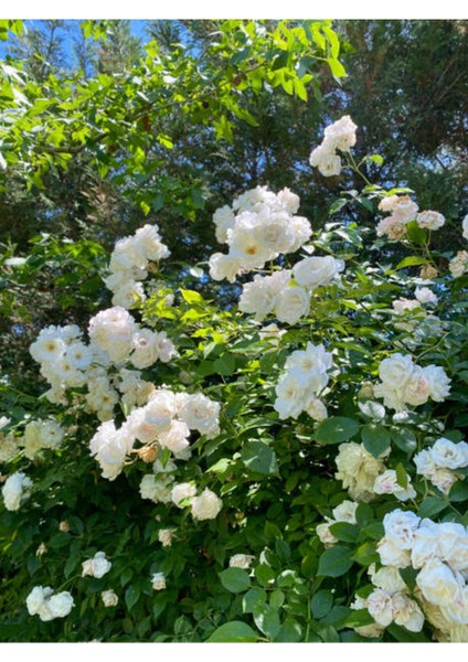 Videolu Ful Yasemin Fidanı Kokulu ( 40-60 Cm)1 Adet Dış Mekan Jasminum Sambac Maid Of Orleans