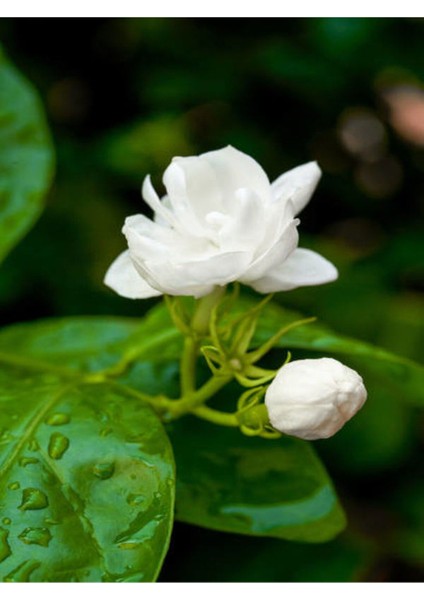 Videolu Ful Yasemin Fidanı Kokulu ( 40-60 Cm)1 Adet Dış Mekan Jasminum Sambac Maid Of Orleans modelleri