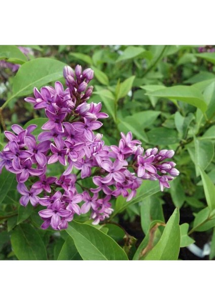 Videolu 1 Adet Mis Kokulu Leylak Çiçeği Fidanı 30-50 cm Saksılı Çiçekli Bodur Bitkiler Syringa