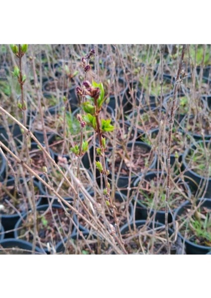 Videolu 1 Adet Mis Kokulu Leylak Çiçeği Fidanı 30-50 cm Saksılı Çiçekli Bodur Bitkiler Syringa fırsatları