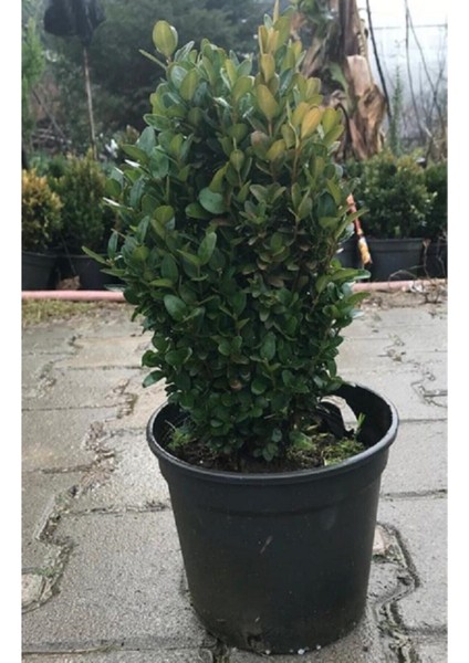 Şimşir 20-40 Cm(Buxus Japonica Rococo ) Dış Mekan Süs Bitkisi fiyatları