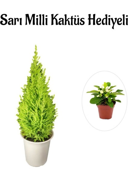 Limon Kokulu Salon Limon Çamı Sevgililer Gününe Özel Sarı Milli Hediyeli