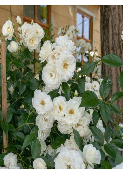 Videolu Yediveren Beyaz Renkli Yoğun Kokulu (40 60 Cm) 2 Adet Aşılı Gül White Rose fiyatları