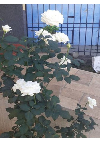 Videolu Yediveren Beyaz Renkli Yoğun Kokulu (40 60 Cm) 2 Adet Aşılı Gül White Rose modelleri
