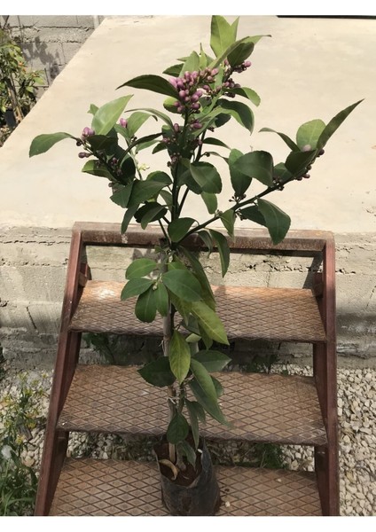 Limon Fidanı Çiçekli Aşılı Fidan Yediveren Limon Fidanı Bol Verimli fiyatları