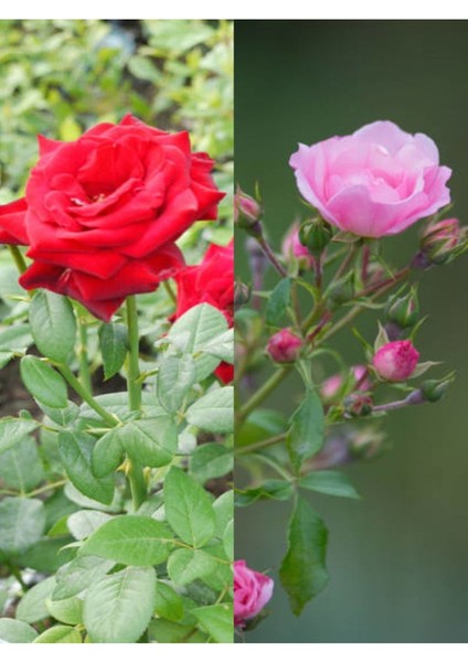Videolu Yediveren Kırmızı ve Pembe Renkli (40 60 Cm) 2 Adet Saksılı Aşılı Gül Red And Pink Rose