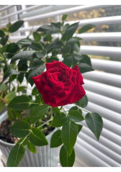 Videolu Yediveren Kırmızı ve Pembe Renkli (40 60 Cm) 2 Adet Saksılı Aşılı Gül Red And Pink Rose modelleri