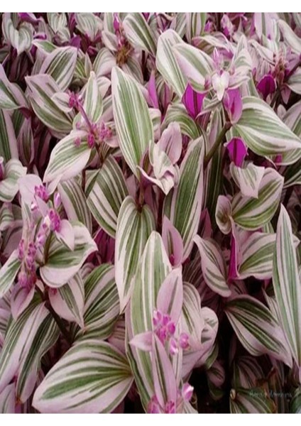 Videolu 1 Adet Pembe Telgraf Çiçeği 10-15 cm Saksılı Çiçekli Bodur Bitkiler Tradescantia Nanouk