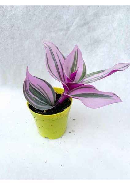 Videolu 1 Adet Pembe Telgraf Çiçeği 10-15 cm Saksılı Çiçekli Bodur Bitkiler Tradescantia Nanouk fiyatları