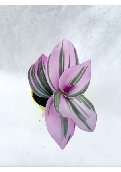 Videolu 1 Adet Pembe Telgraf Çiçeği 10-15 cm Saksılı Çiçekli Bodur Bitkiler Tradescantia Nanouk modelleri