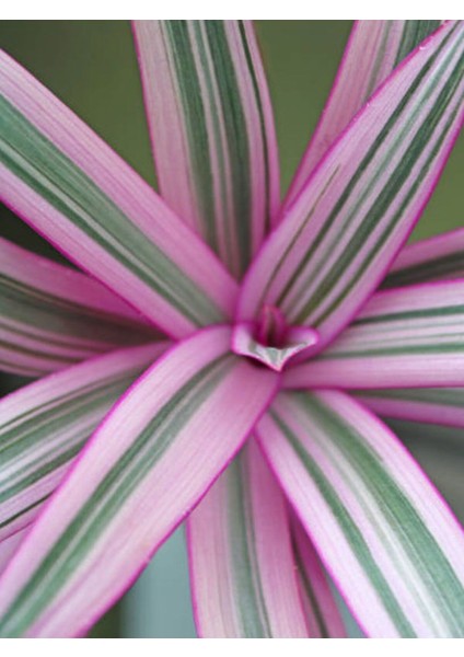 Videolu 1 Adet Pembe Telgraf Çiçeği 10-15 cm Saksılı Çiçekli Bodur Bitkiler Tradescantia Nanouk fırsatları