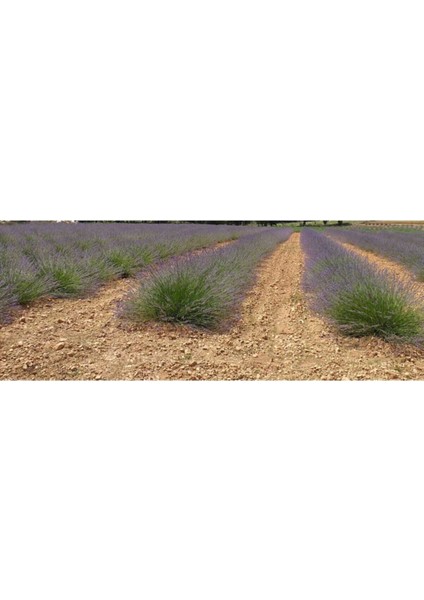 10 Adet Açık Köklü Intermedia Lavanta Fidesi Fidanı modelleri