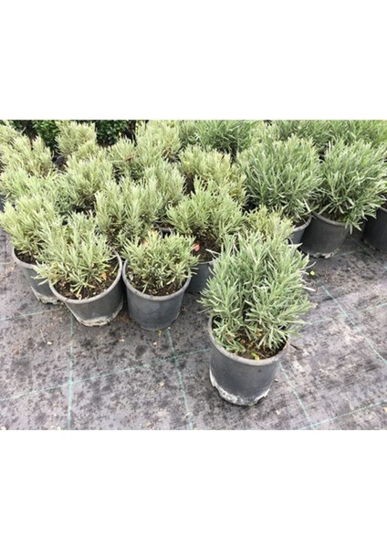 Lavanta Bitkisi , Lavanta Fidanı 20/25 cm Lavanta Kargo Bedava fiyatları