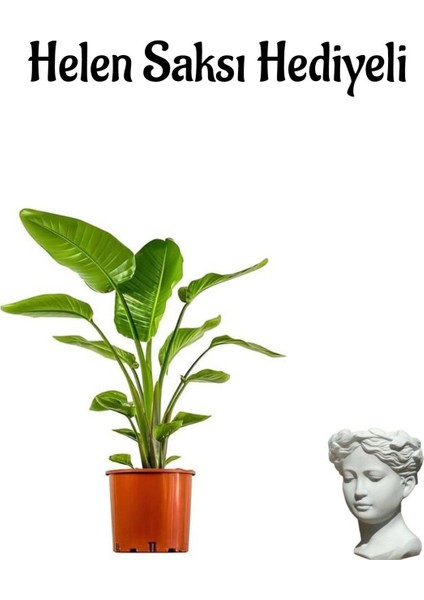 Bakımlı Starliçe Cennet Çiçeği(Strelitzia) Bitkisi Sevgililer Gününe Özel Helen Saksı Hediyeli